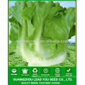 JLT08 Pangwa early mature chinese green lettuce seeds for sales